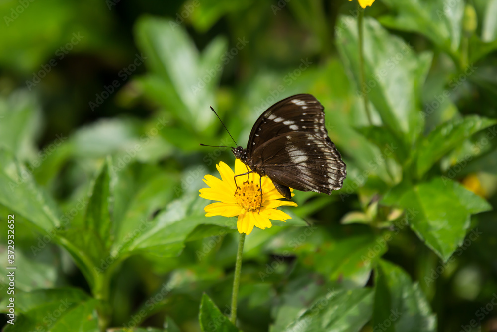 butterfly insect and Yellow Singapore daisy flower butterfly insect and Yellow Singapore daisy flower