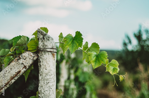 Rural Moldovan vineyard section with pillars and grape vine leaves