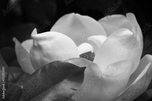 Magnolia Blossom in Black and White