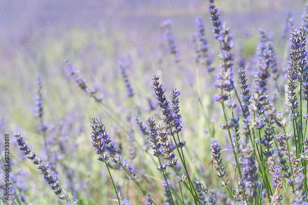 Obraz premium Lavender field at summer