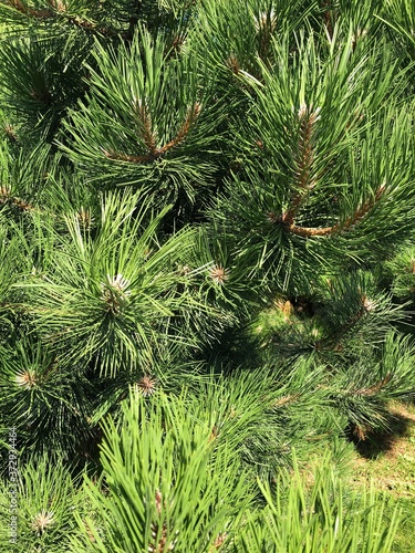 Beautiful pine with green cones in the park