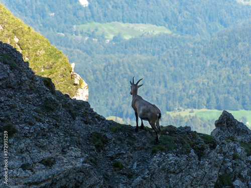 mountain goat on the rock