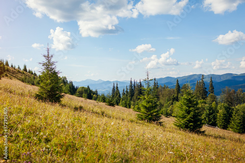 Beautiful view of Carpathian mountains. Summer ukrainian landscape. Blue sky above wild nature. Fir tree forest © maryviolet