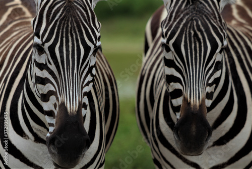 Zebra faces side by side