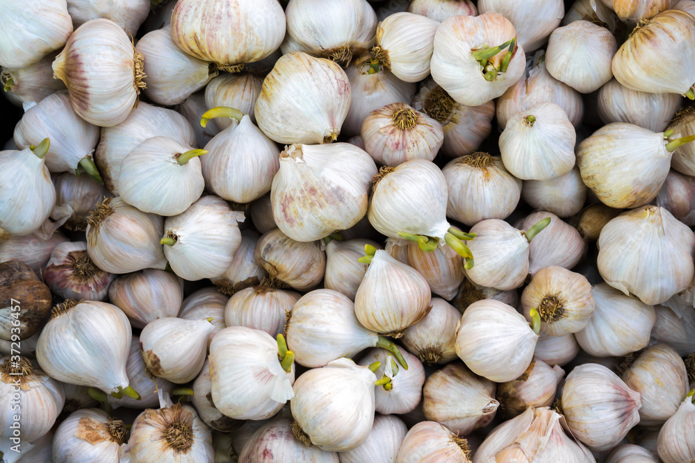 Garlic Garlic