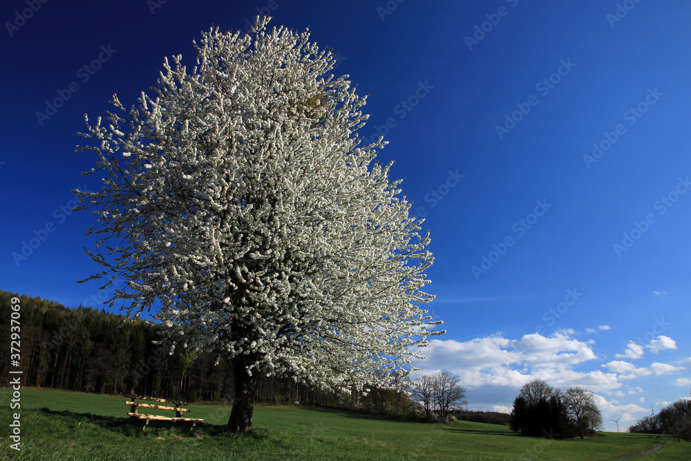 Blühender Birnbaum im Frühling