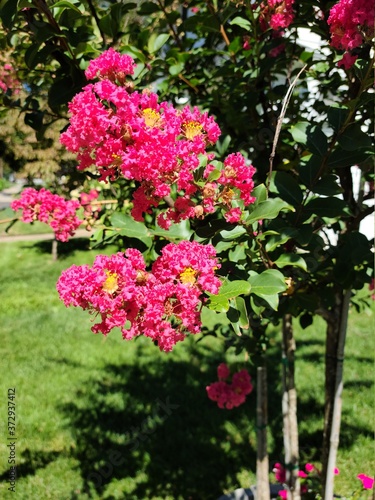 pink flowers in garden