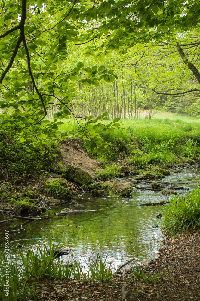 Wald Wald