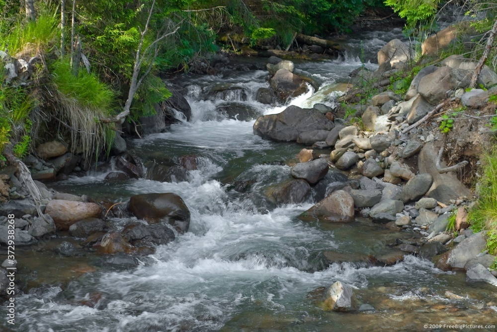 stream in the forest stream in the forest
