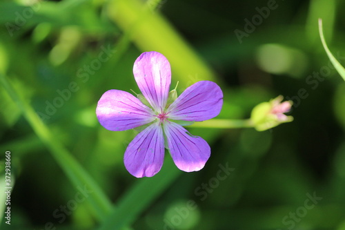Marsh Crane's-bill or Geranium palustre. Close-up bright pink flower Marsh Cranesbill glitters in the sunlight on a rich green background. Luscious colorful green forest landscape with wild flowers. 