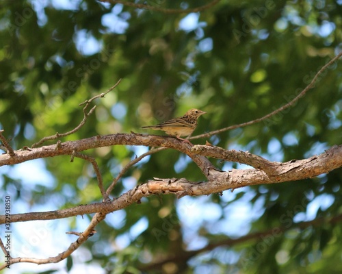 A yellow-brown little bird sits on a pine branch against the backdrop of sun glare in the green crown of trees and the blue sky at summer day. Anthus trivialis or Tree Pipit.