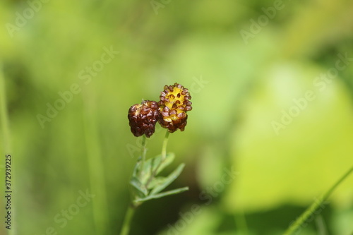 Golden inflorescences of a rare species of plant Brown Moor Clover at a sunny summer day on a green meadow on a blurred green background