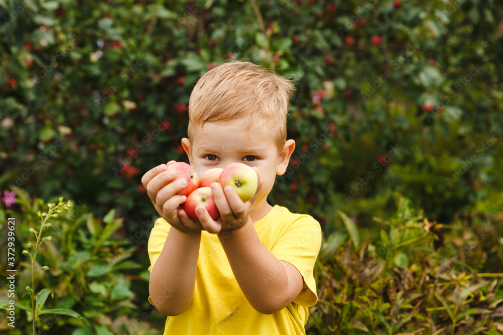 Outdoor activity. Young child boy holding fresh organic juicy apples harvest in green garden outdoor. Just picked fruit Outdoor activity. Young child boy holding fresh organic juicy apples harvest in green garden outdoor. Just picked fruit