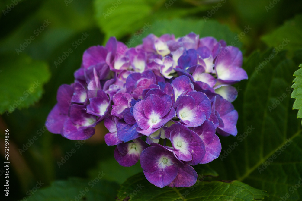 White and blue hydrangea