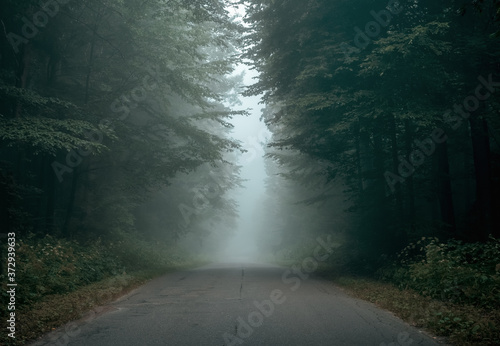 Fotografie Empty forest road on a foggy morning with copy space