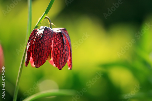 Schachbrettblume