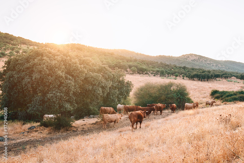 Foto cows and bulls in the pasture of extremadura.