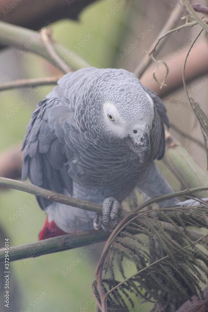 Fototapeta premium Beautiful gray bird parrot 