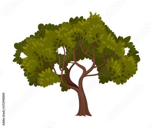 Green Tree as Perennial Plant with Trunk, Branches and Leaves Vector Illustration