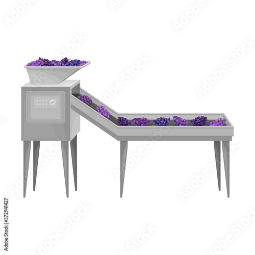 Destemmed Grapes Rested on Conveyor Belt as Sorting Process Vector Illustration