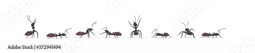 groupe de fourmis sur fond blanc