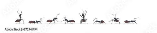 Fotografie groupe de fourmis sur fond blanc