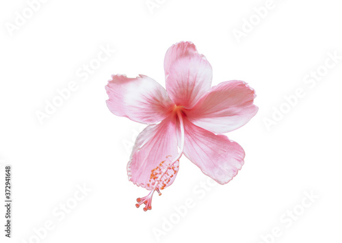 Close up pink hibiscus flower on white background