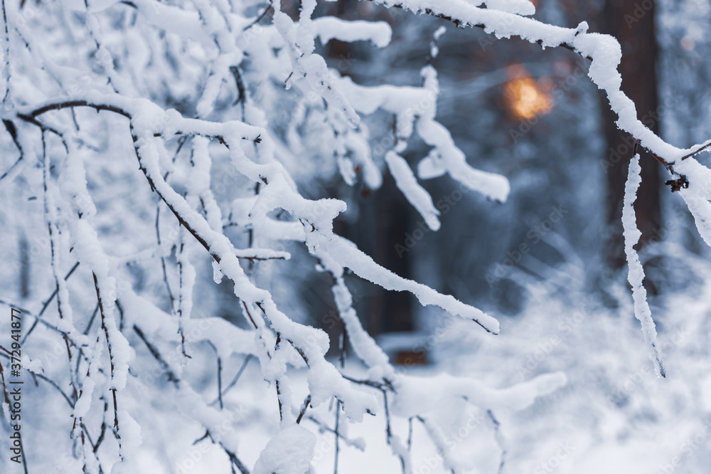 Obraz premium Abstract background with snow-covered branches on blurred background