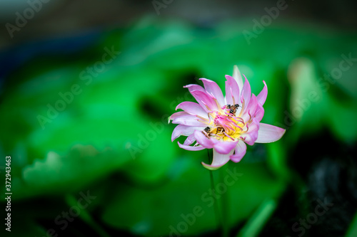 Close up of pink lotus flower in pot green lotus leaf bokeh background. Bees feed on nectar in lotus flowers.