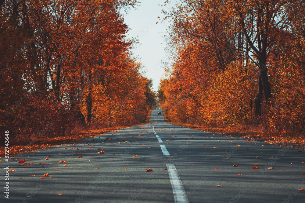 Fototapeta premium Empty asphalt road in autumn fall forest. Autumnal background. Selective focus