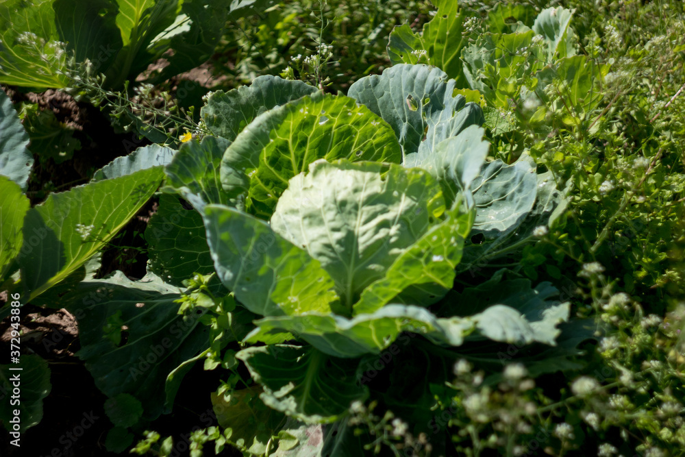 Naklejka premium cabbage growing in the garden