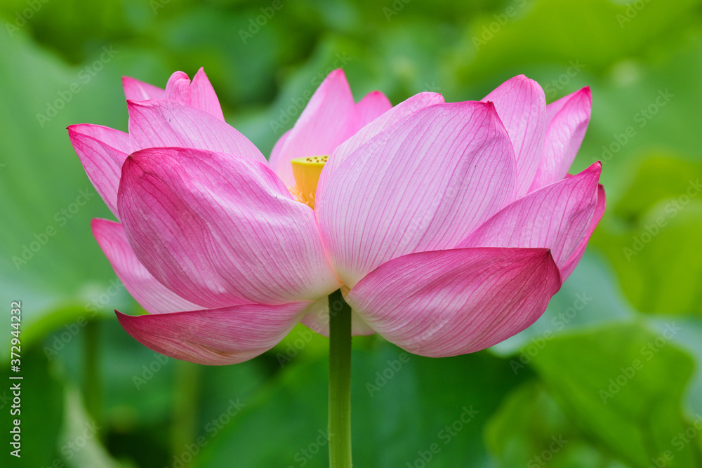 東京 上野 不忍池の美しい蓮の花 コピースペースあり(東京都) Beautiful lotus flowers at Shinobazu Pond in Ueno, Tokyo, with copy space (Tokyo, Japan) 東京 上野 不忍池の美しい蓮の花 コピースペースあり(東京都) Beautiful lotus flowers at Shinobazu Pond in Ueno, Tokyo, with copy space (Tokyo, Japan)