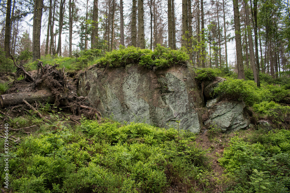Wald Felsen Wald Felsen