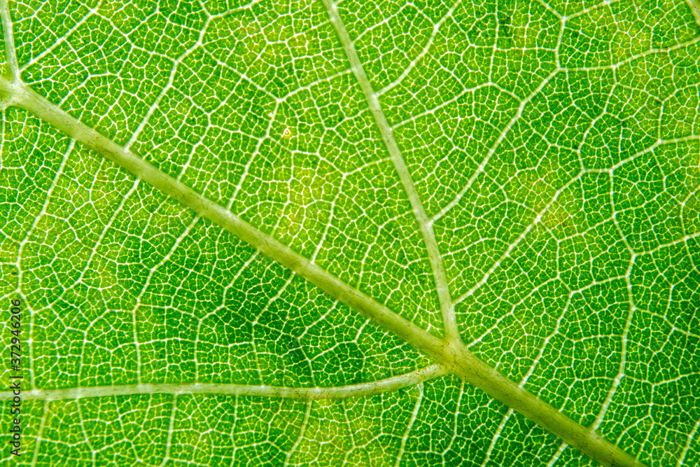 green leaf texture green leaf texture