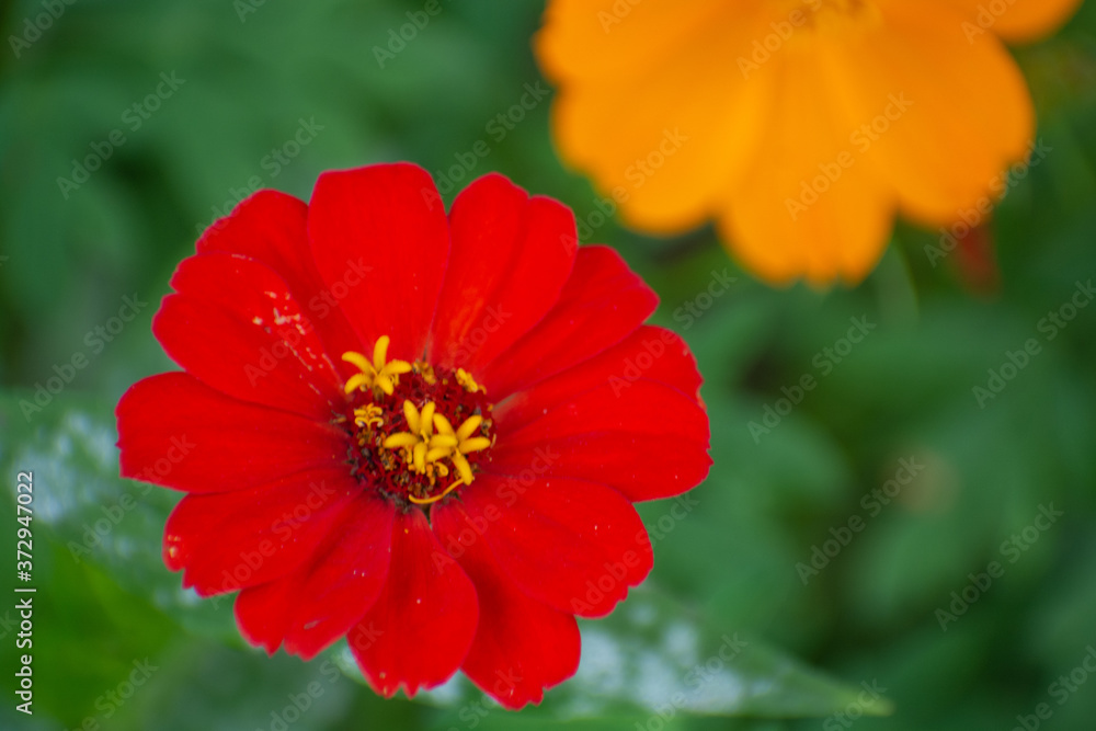 red poppy flower red poppy flower