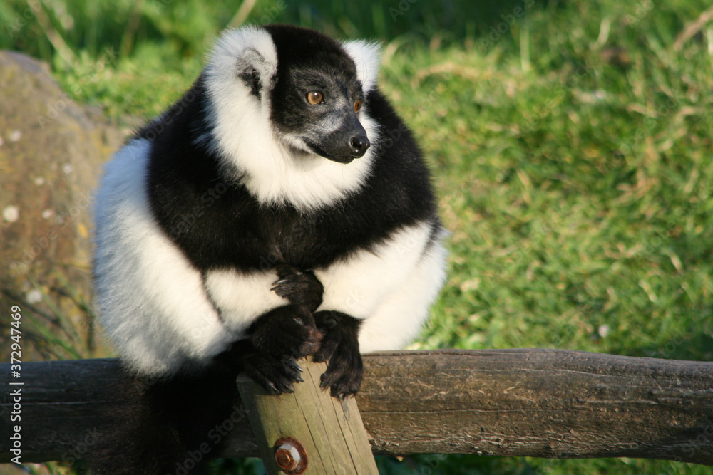 Fototapeta premium ruffed lemur in a zoo in france