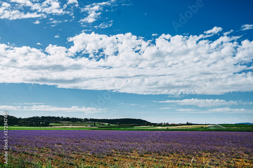 Paysage rural avec un magnifique champ de lavande © PicsArt