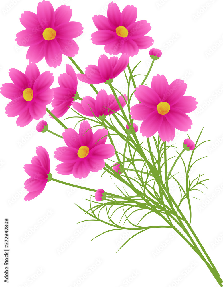 ピンクのグラデーションのコスモスの花束、カットイラスト、秋イメージ