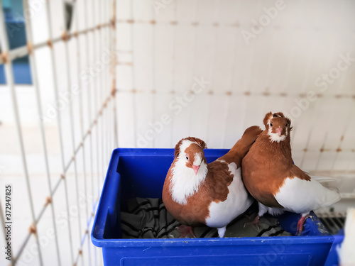 One Pair Of Red Capuchin Pigeon photo