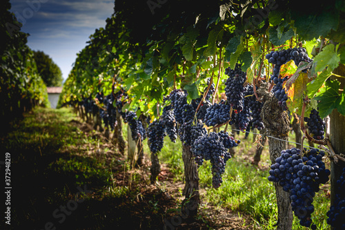 Derniers jours avant les vendanges à Saint Emilion