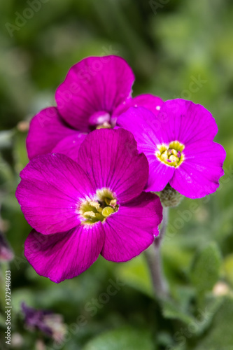 Flowers of Common Rock Cress (Aubrieta X Cultorum 'Cascade Red')