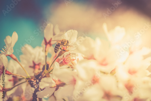 Bee on blooming white tree flowers in the sunlight. Collecting pollen in a peaceful and bright view.