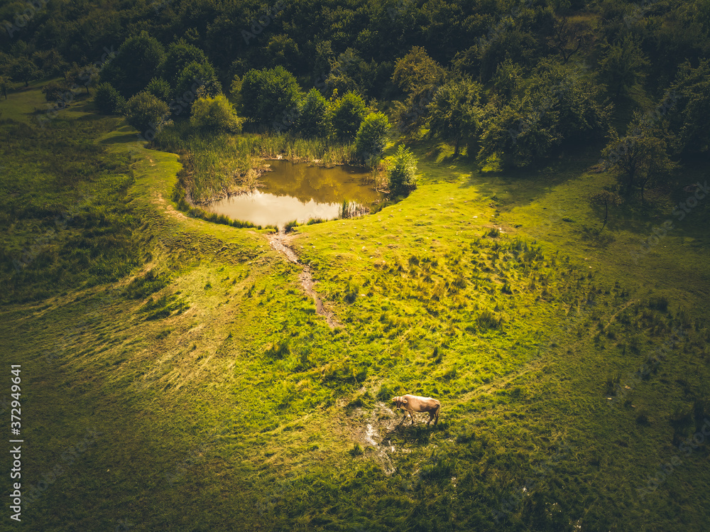 Aerial top down view of a beautiful small lake surounded by pine trees in Romania. Cow on a hill in a summer green landscape.