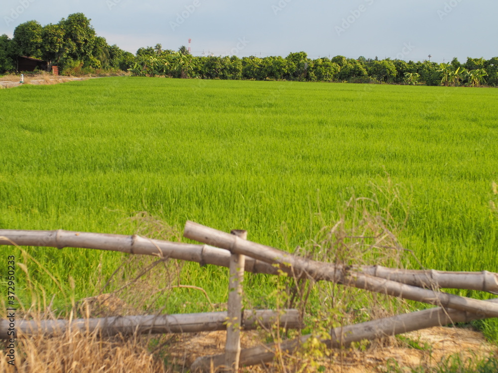 Fototapeta premium Farm green of rice plant