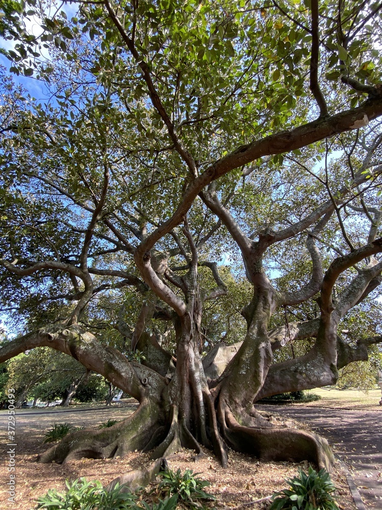 Arbre d'un parc à Auckland, Nouvelle Zélande	