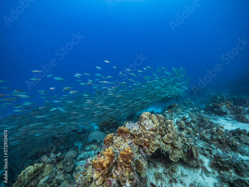 Bait ball   school of fish in turquoise water of coral reef in Caribbean Sea   Curacao