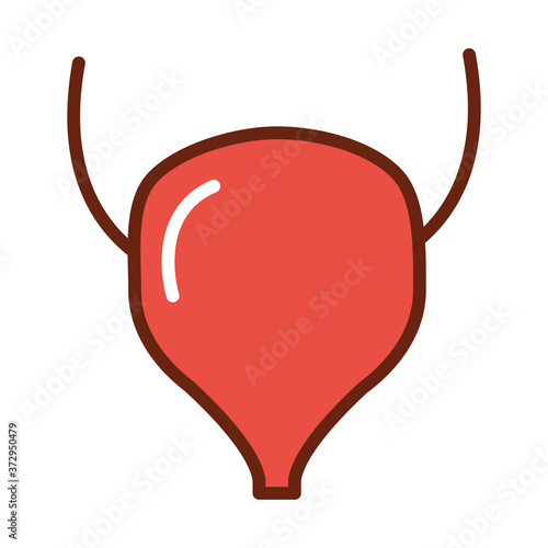 human body bladder anatomy organ health line and fill icon