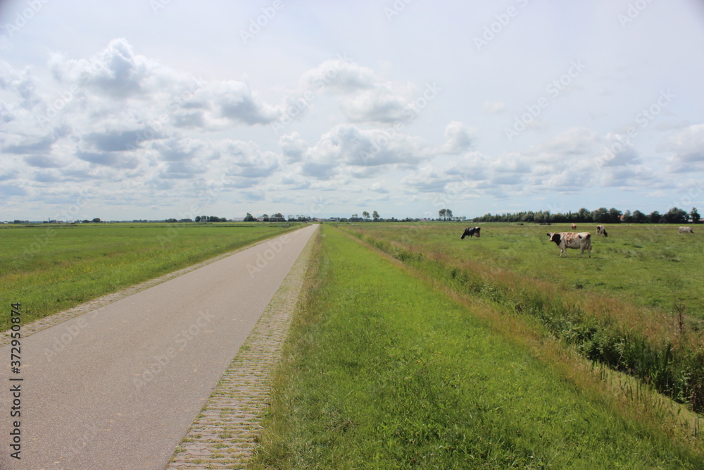 View over a meadow with grazing cows next to a small road. Photo was taken on a sunny day.