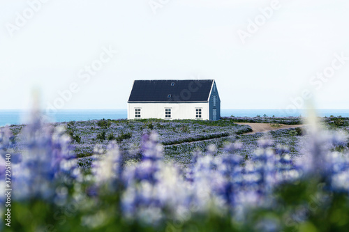 Billede på lærred White house and lupines in Iceland near Husavik