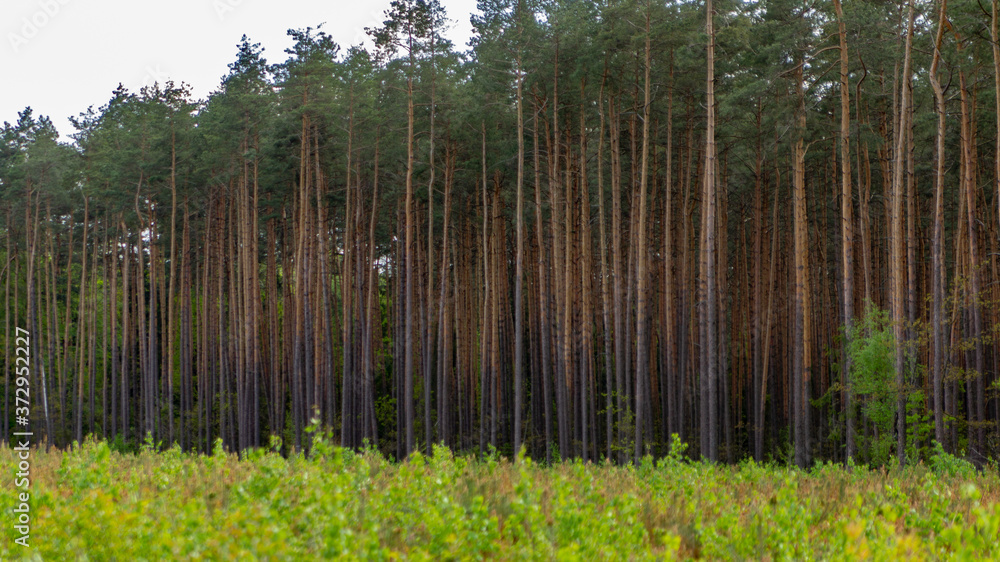 Fototapeta premium Kawałek lasu